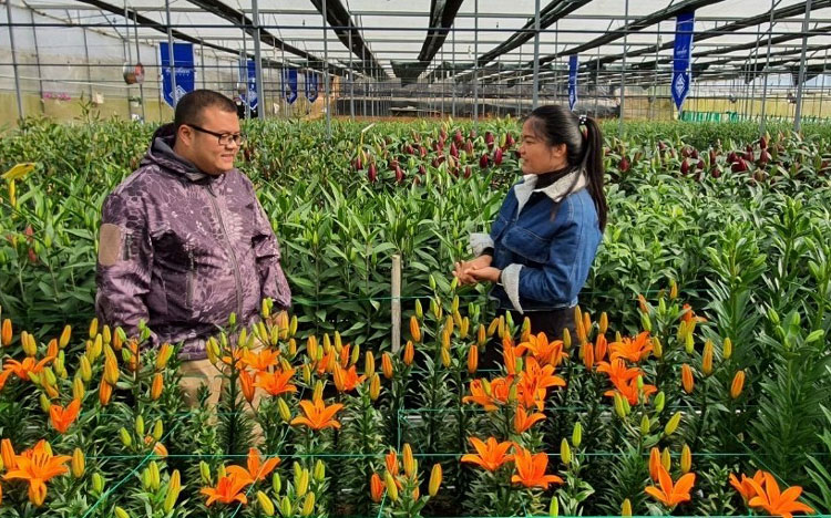 Mở cửa miễn phí cho khách tham quan triển lãm hoa lily