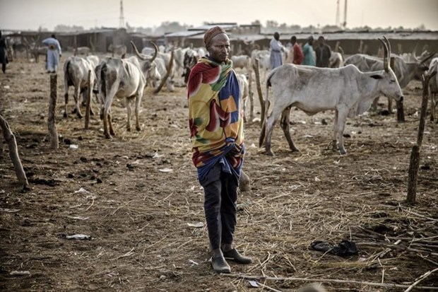Boko Haram sát hại 19 người chăn nuôi gia súc ở Nigeria