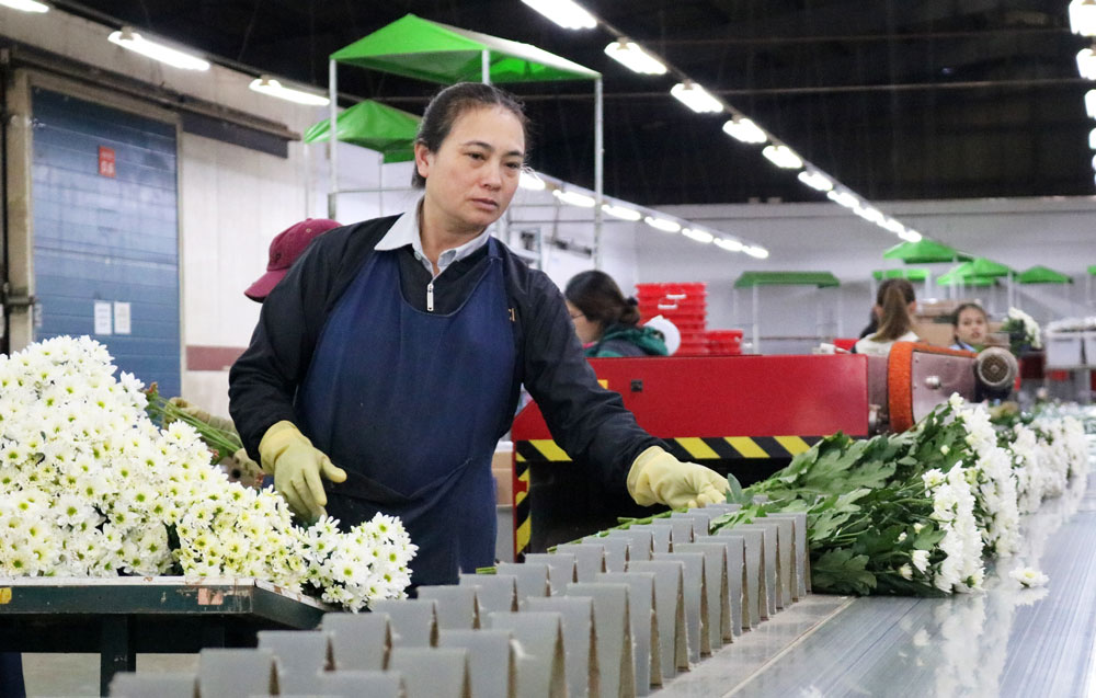 Sản xuất hoa ở Dalat Hasfarm. Ảnh: H.Sa