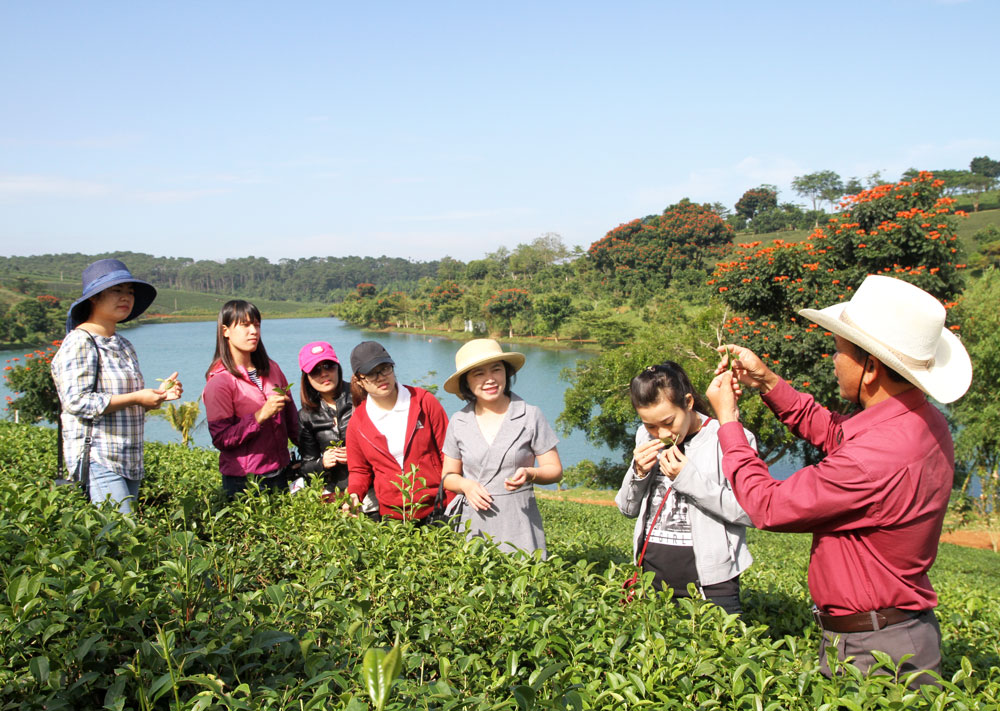 Quảng bá hình ảnh ngành trà và tơ lụa Bảo Lộc