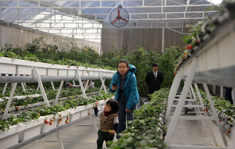 Vườn rau Organic thu hút du khách