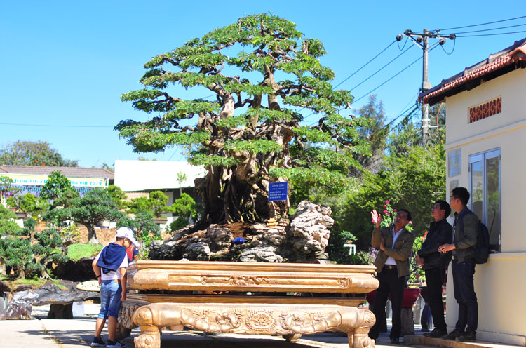 Một số hình ảnh tại không gian trưng bày, triển lãm hoa, cây cảnh quốc tế năm 2019 tại Vườn hoa thành phố Đà Lạt