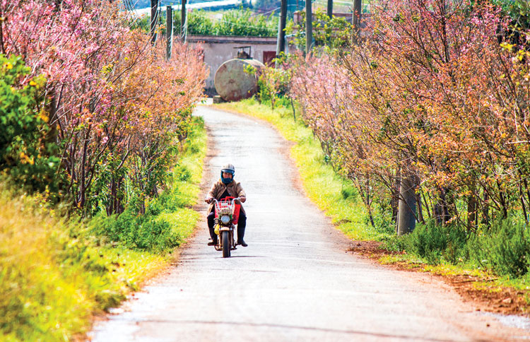 Xóm làng đón tết