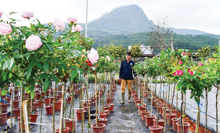 Hoa hồng cổ - không chỉ là thú chơi