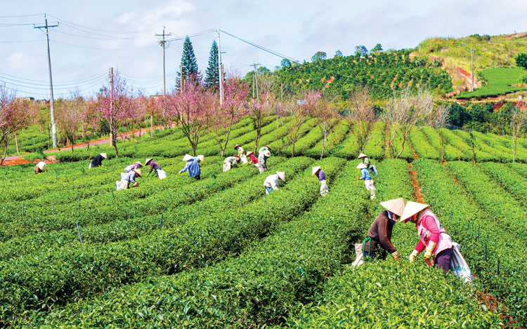 Trên đồi chè Cầu Đất. Đỗ Thành Công