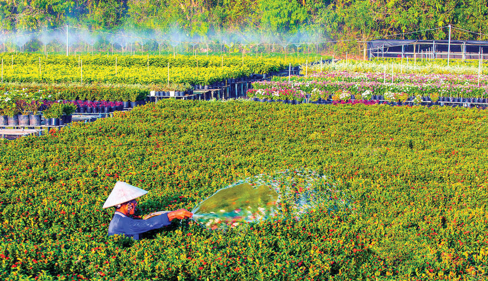Du lịch làng hoa nhìn từ Sa Đéc