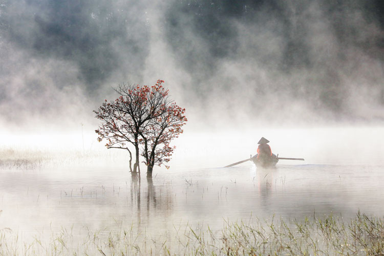 Sương mai. Ảnh: Võ Trang
