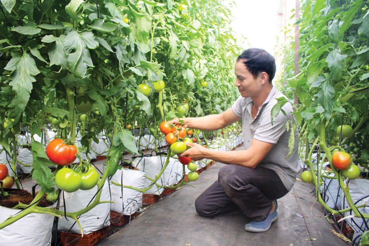 Làm nông nghiệp thời 4.0