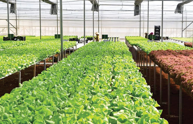 Sản xuất nông nghiệp công nghệ cao đang mang lại hiệu quả kinh tế cao cho người dân trên địa bàn huyện Đức Trọng