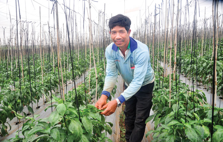 Làm giàu trên đất nhà