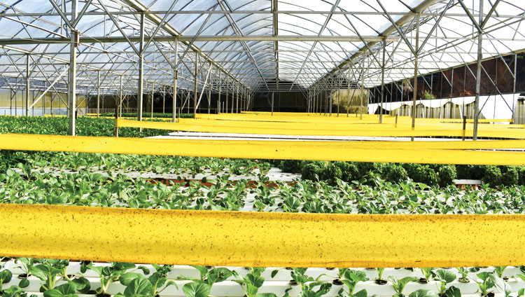 Giăng bẫy sinh học dẫn dụ tiêu diệt côn trùng gây hại tại trang trại Đà Lạt GAP
