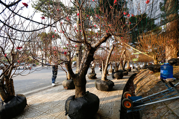 Đào Bắc &quot;đổ bộ&quot; Đà Lạt, giá rẻ hơn so với Xuân năm 2019