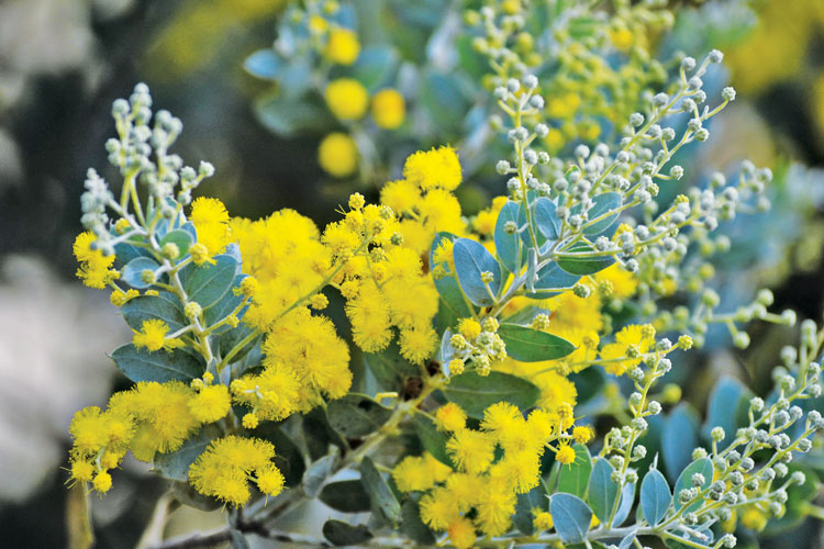 Mimosa - loài hoa của tình yêu thầm kín