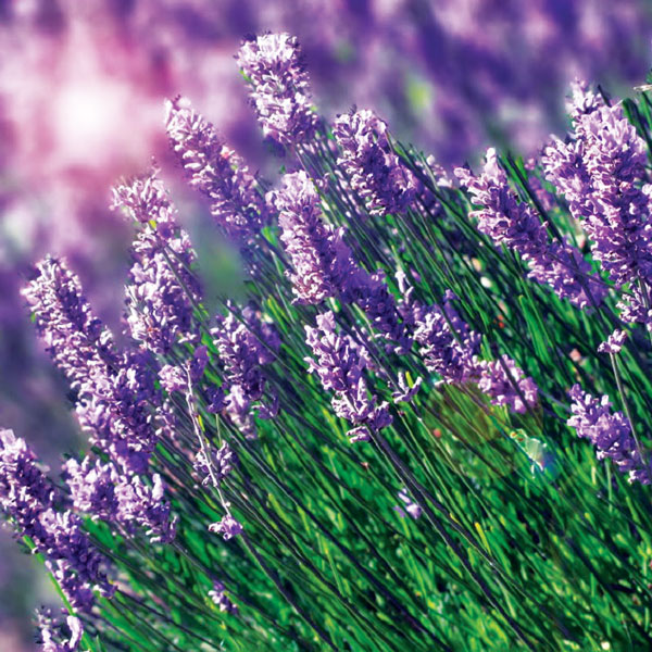 Hoa Lavender