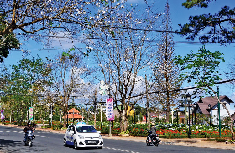 Hoa Ban Đà Lạt ngày lập đông
