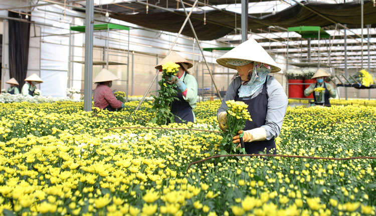 Để đáp ứng nhu cầu của thị trường tết, DaLat Hasfarm phải tuyển hàng ngàn công nhân thời vụ cùng với chế độ đãi ngộ hấp dẫn