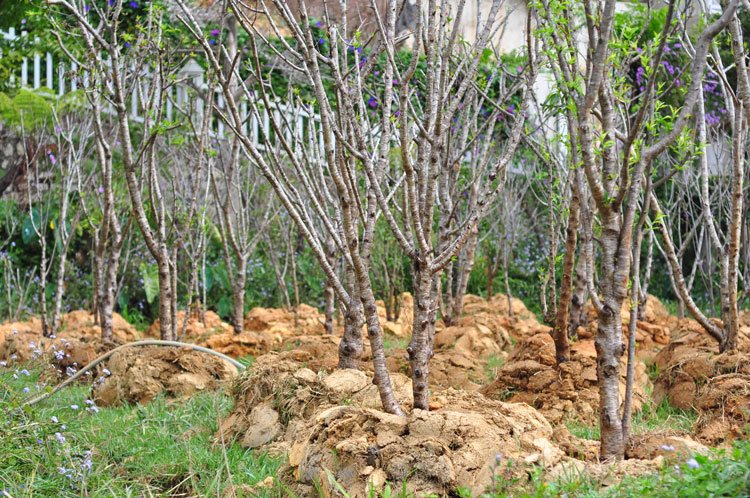 Ngoài việc chăm kỹ các gốc đào cổ, anh Bùi Văn Sang còn chăm thêm hơn 100 gốc đào đá - loại đào đặc trưng của Đà Lạt. Đối với loại đào này anh chăm sóc thuần chủng, không ghép đào Nhật Tân vào và cung cấp cho các biệt thự ở Đà Lạt