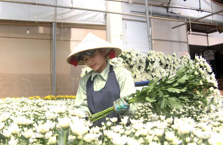 Sinh viên lựa chọn làm thêm cho Đà Lạt Hasfarm để có một định hướng lâu dài cho công việc sau này