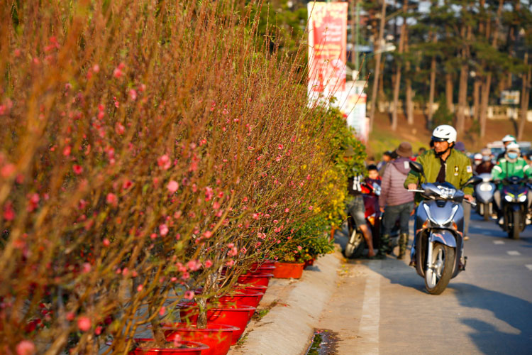 Tấp nập hoa tết dưới vườn, trên phố