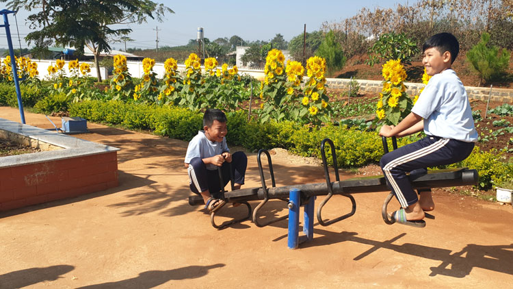Học sinh chơi đùa trong sân trường rực rỡ sắc vàng hoa hướng dương