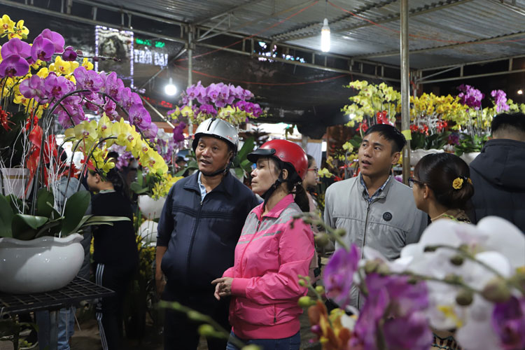 Lan hồ điệp là mặt hàng được người dân ưa chuộng chọn mua chưng tết