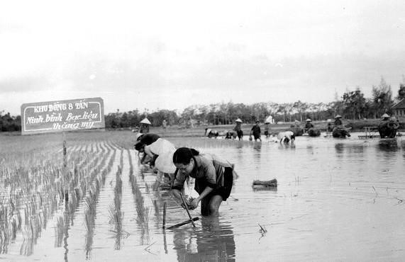Trong lĩnh vực nông nghiệp, đầu năm 1961 xuất hiện phong trào 'Gió Đại Phong' từ Hợp tác xã nông nghiệp Đại Phong (xã Phong Thủy, huyện Lệ Thủy, tỉnh Quảng Bình). Trong ảnh: Phụ nữ Hơp tác xã Ngô Đồng, huyện Gia Viễn, tỉnh Ninh Bình mở hội cấy mùa đúng thời vụ, đúng kỹ thuật, tăng năng suất lao động (năm 1970). 