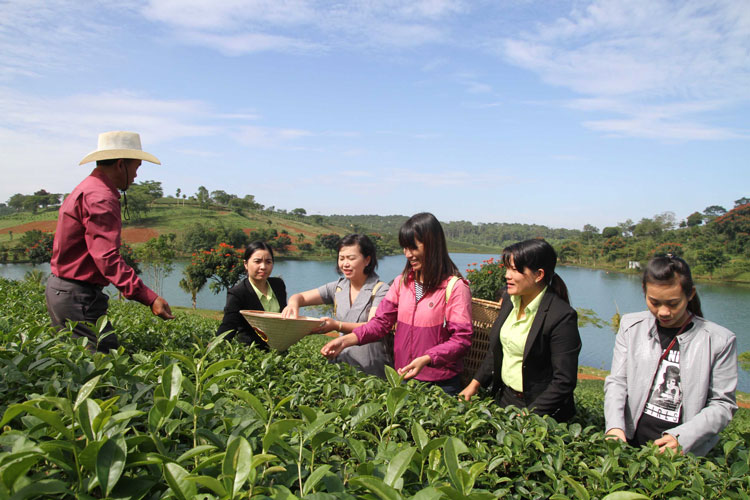 Du lịch canh nông tại Nông trường chè Tâm Châu.