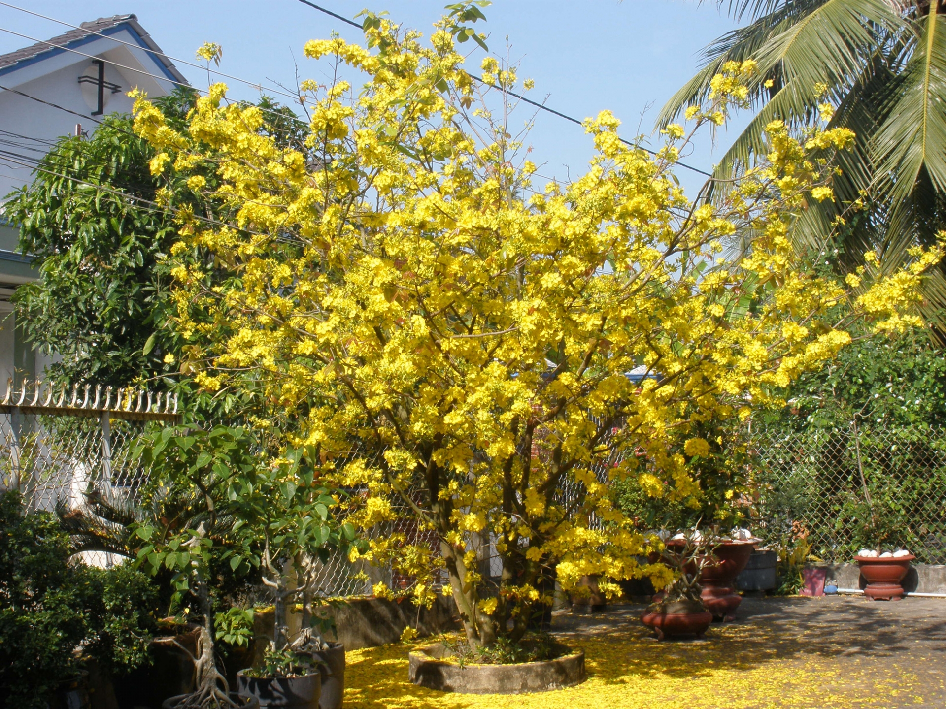 Cội mai của thầy tôi