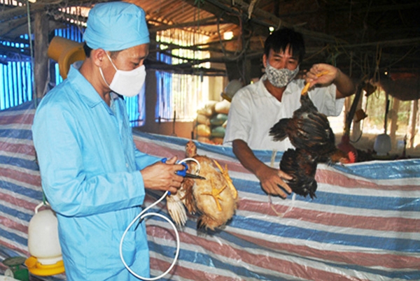 Khẩn trương triển khai các giải pháp phòng, chống dịch cúm gia cầm