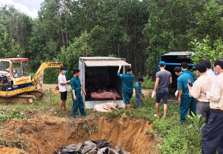 Các hố tiêu hủy lợn mắc dịch tả lợn châu Phi đảm bảo môi trường