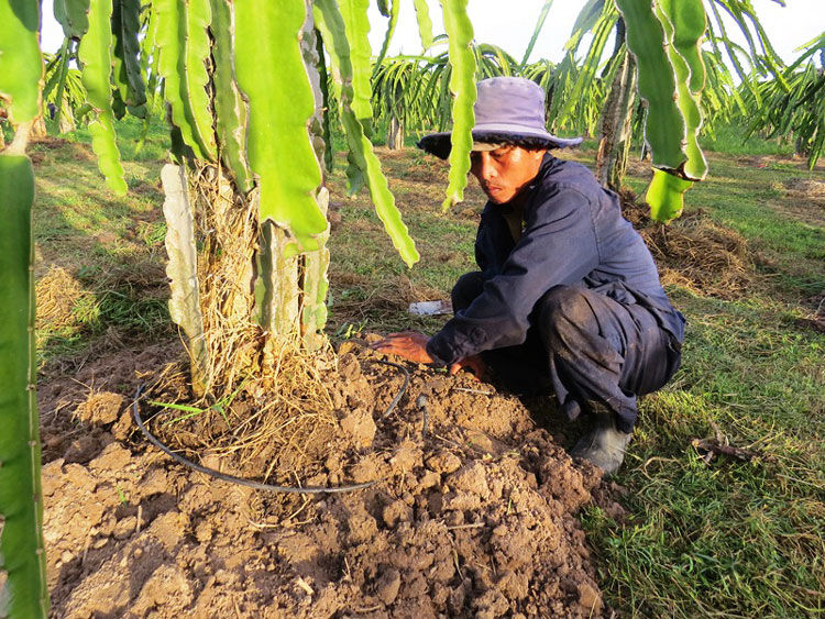 Cấp bách tìm giải pháp chống hạn cho cây trồng