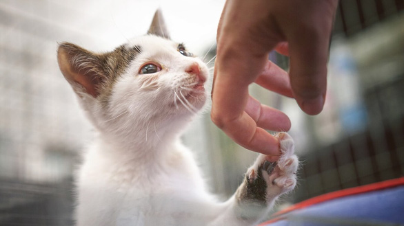 Động vật thí nghiệm được 'nghỉ hưu' khi xong nhiệm vụ