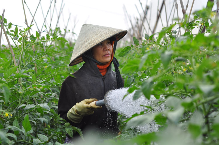 Chủ động chống hạn cho vùng rau