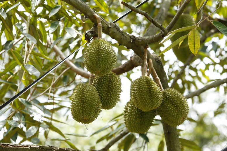 Khám phá ra nguồn gốc tạo mùi &quot;đặc trưng&quot; của sầu riêng