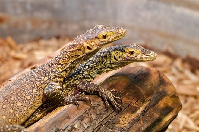 Rồng Komodo cái tự sinh sản mà không cần con đực