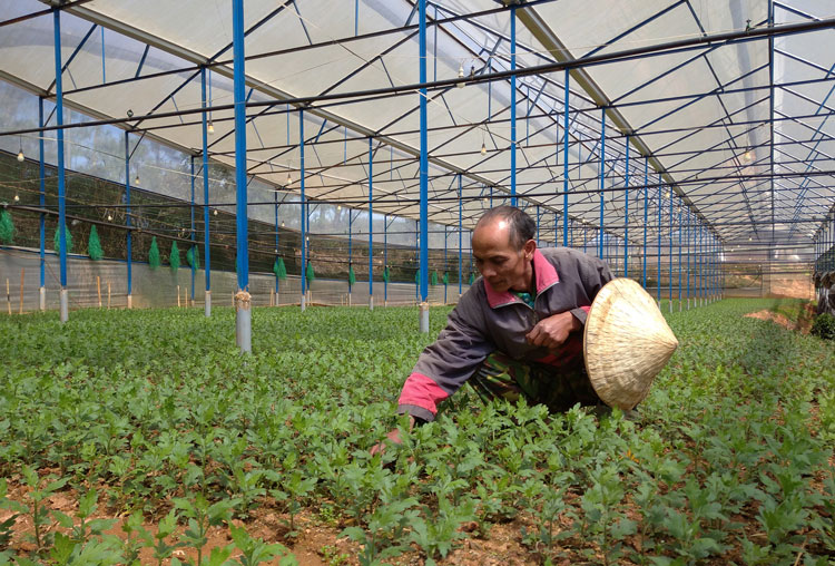 Ở phường không còn hộ nghèo
