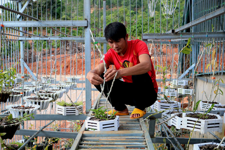 Cử nhân về quê trồng lan rừng thu tiền tỷ