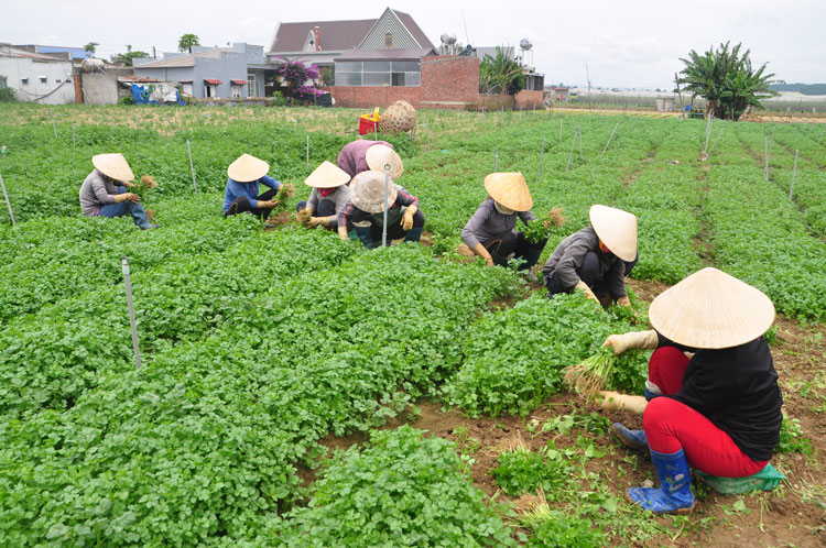 Đơn Dương tăng cường chống hạn cho mùa khô