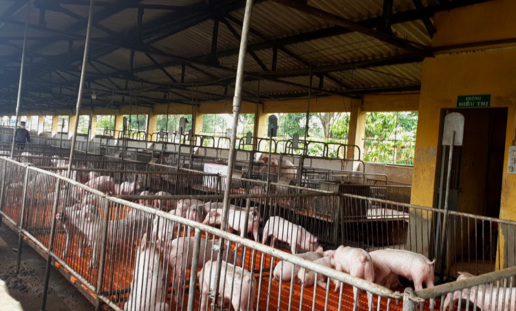 Yêu cầu Trường Cao đẳng Bảo Lộc khắc phục ngay ô nhiễm từ trại heo