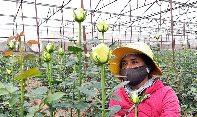 Vui buồn với hoa bên chân núi Bà