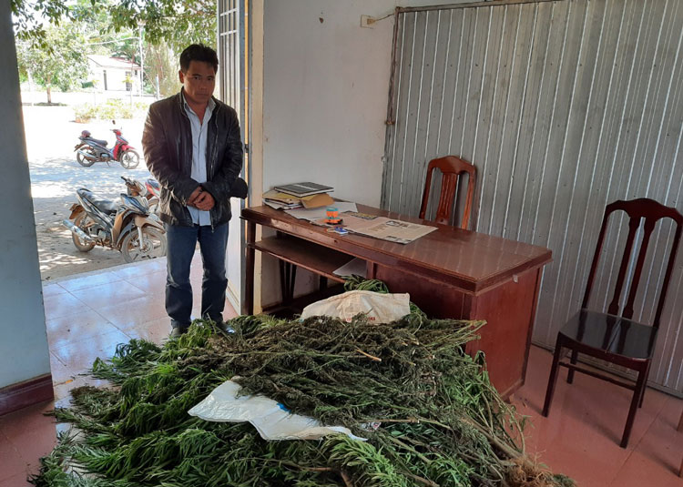 Mai Văn Năm và 92 cây cần sa trồng tại vườn thuê từ một người dân trong xã