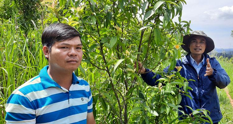 Bảo tồn hoa trà mi bản địa vẫn nằm trên giấy