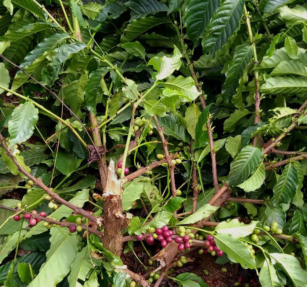 Một hộ dân 8 lần bị đốn hạ vườn cà phê
