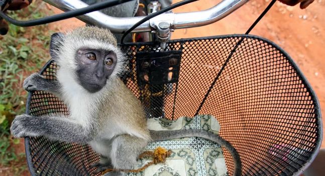 Kỹ thuật kiểm soát não có thể giúp cai nghiện ma túy
