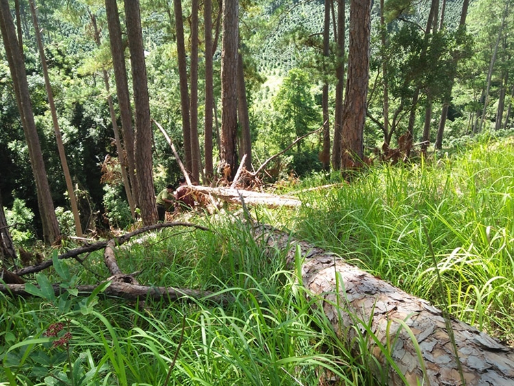 Siết chặt kỷ luật để giữ rừng