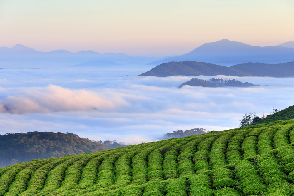 Xanh mướt nương chè. Ảnh: Võ Trang