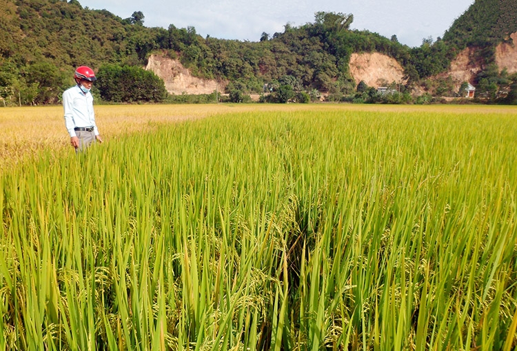 ''Hạt ngọc'' lúa gạo Cát Tiên