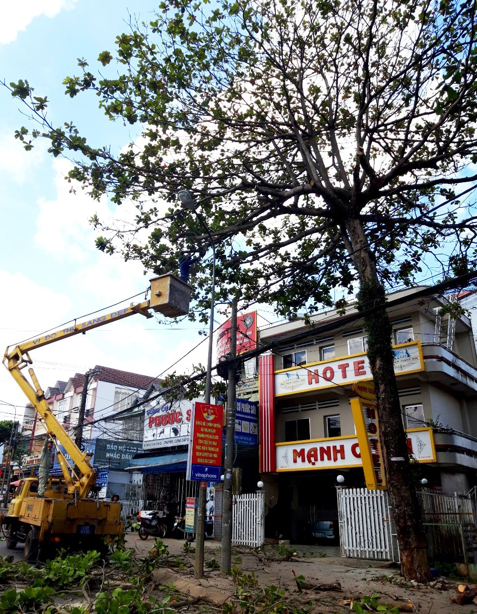 Nhiều cây xanh đô thị trên địa bàn TP Bảo Lộc có dấu hiệu bị khoan lỗ đầu độc