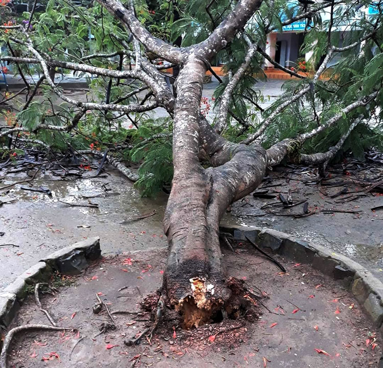 Bảo Lâm: Một cây phượng bị sét đánh bật gốc trong sân trường