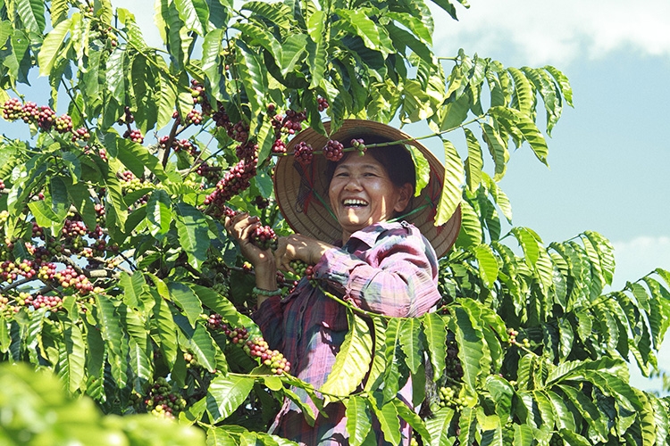 Trái ngọt từ Chỉ thị 05